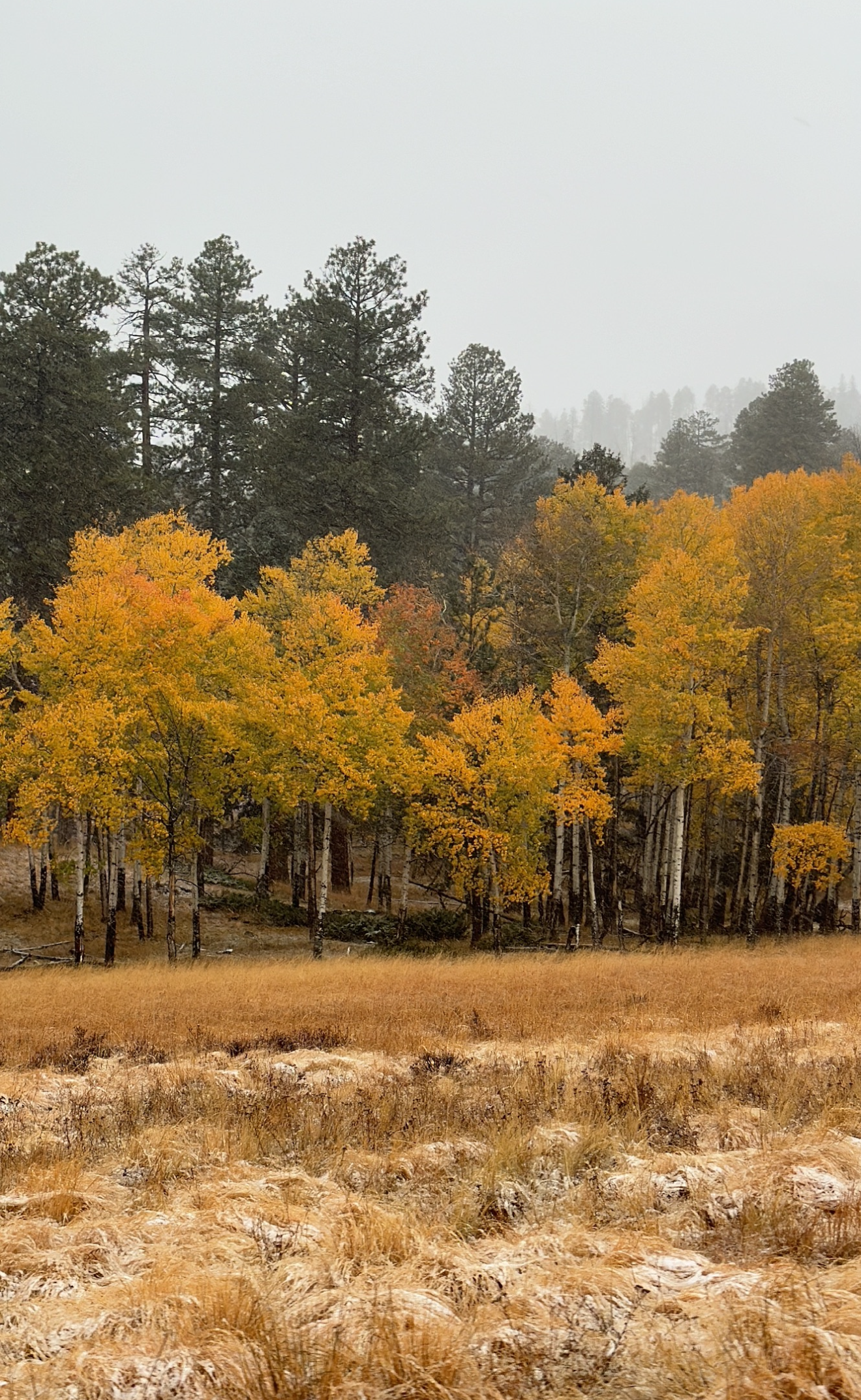 The Ultimate Guide to Fall in Los Alamos: Hikes, History, and Hills Full of Gold 